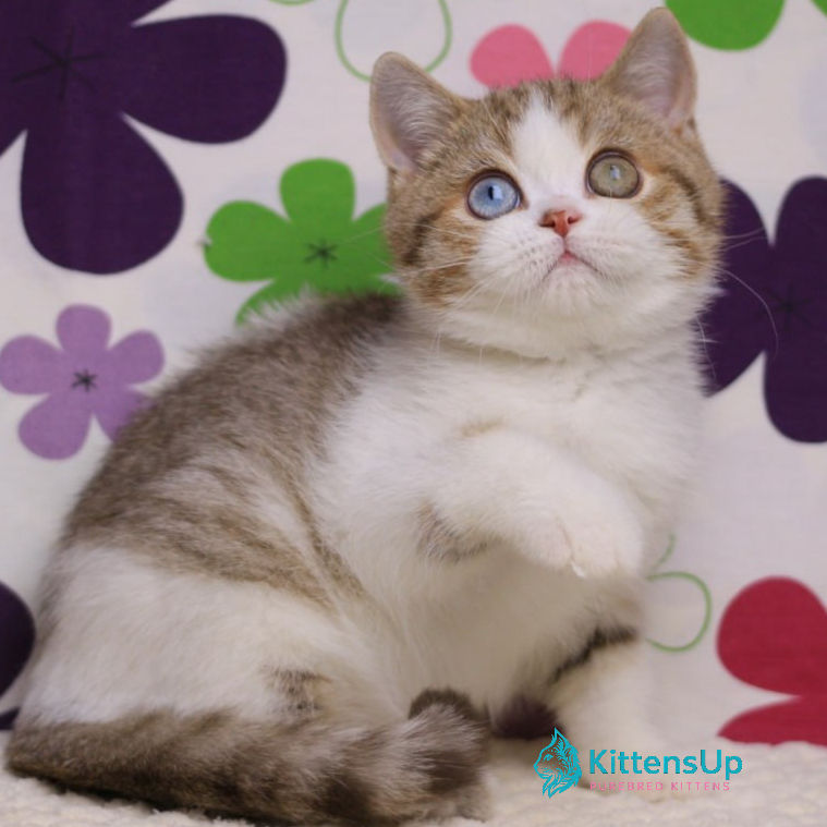 British shorthair