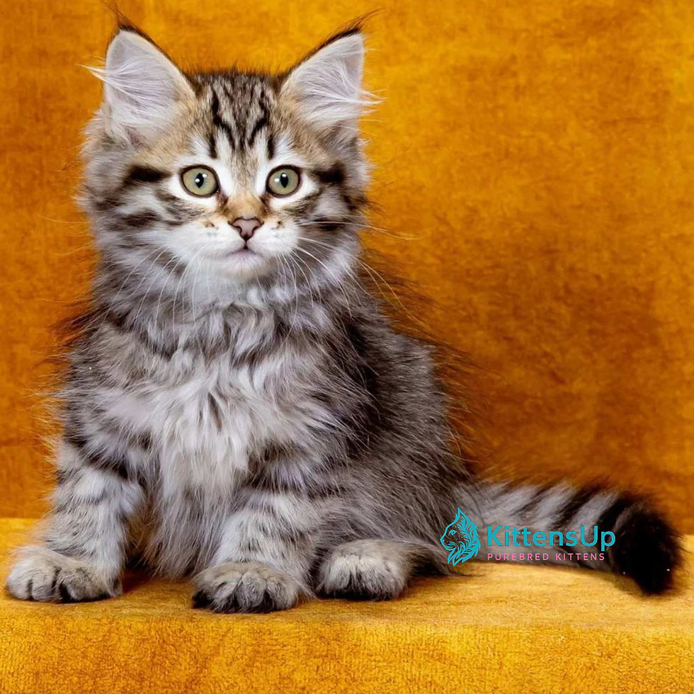 Siberian