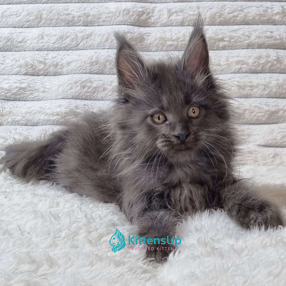 Maine Coon
