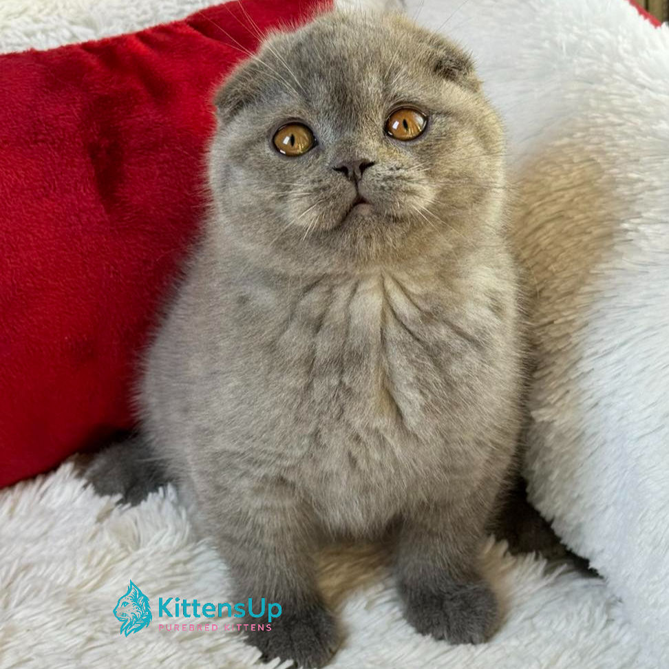 Scottish Fold