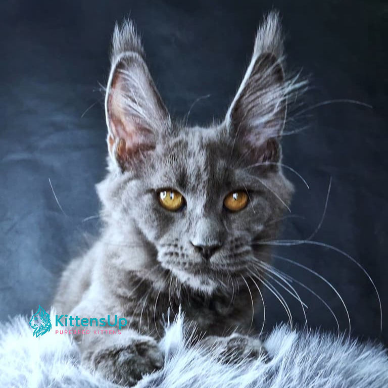 Maine Coon