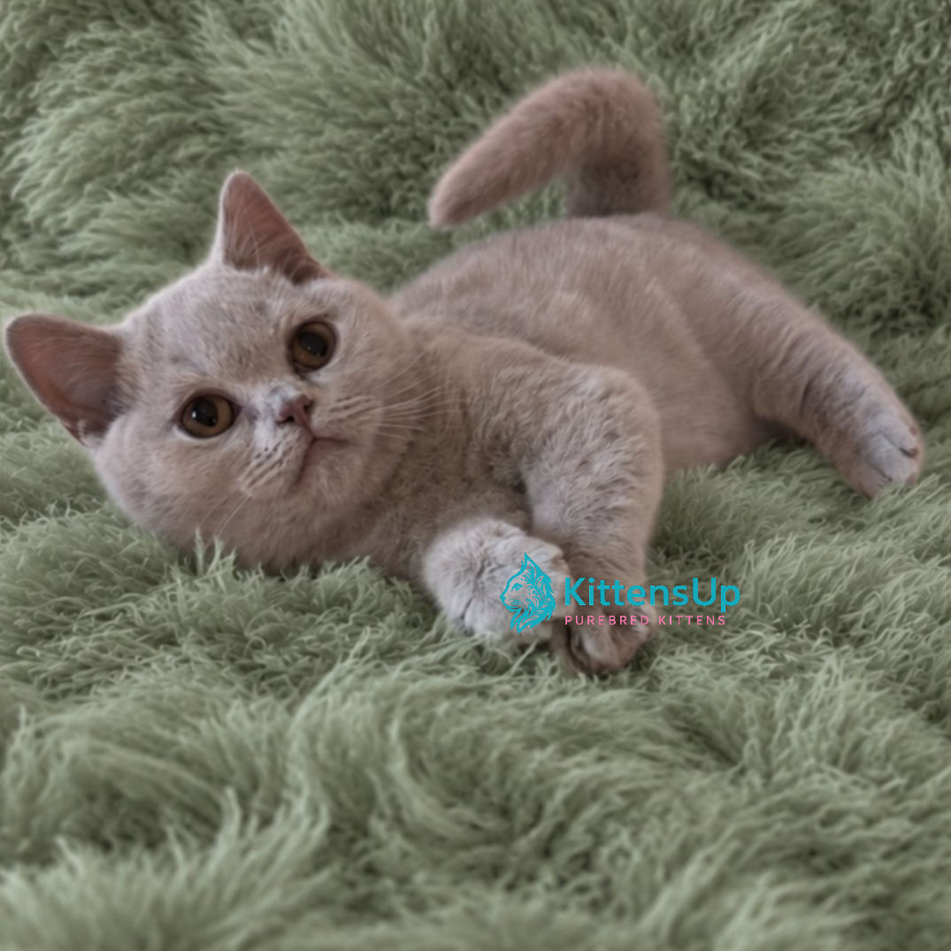 British shorthair