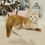 Thumbnail: 081 Enrike (R) Maine Coon male kitten