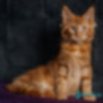 Thumbnail: 622 Quintavius (R) Maine Coon male kitten