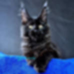 890 Kensigton Crown (R) Maine Coon male kitten