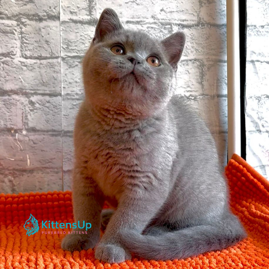 Thumbnail: British shorthair
