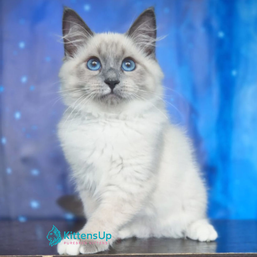 Siberian