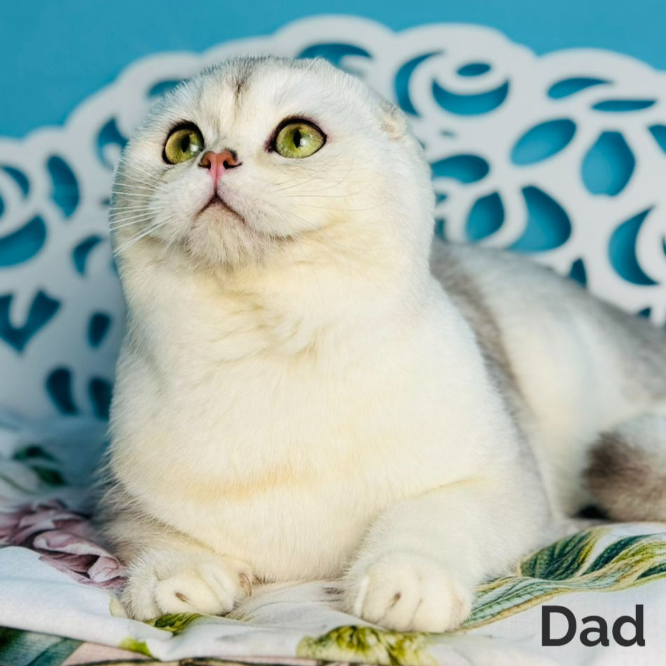 Thumbnail: Scottish fold