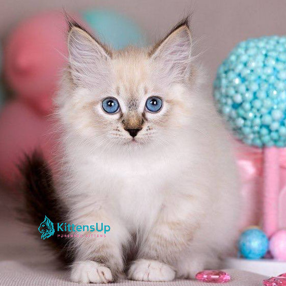 Siberian