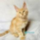 Maine Coon