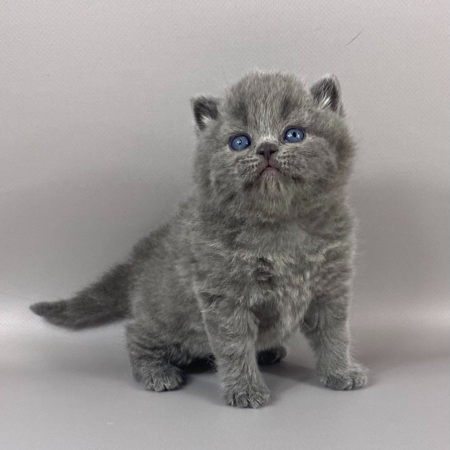 378 Garold (U) British shorthair male kitten