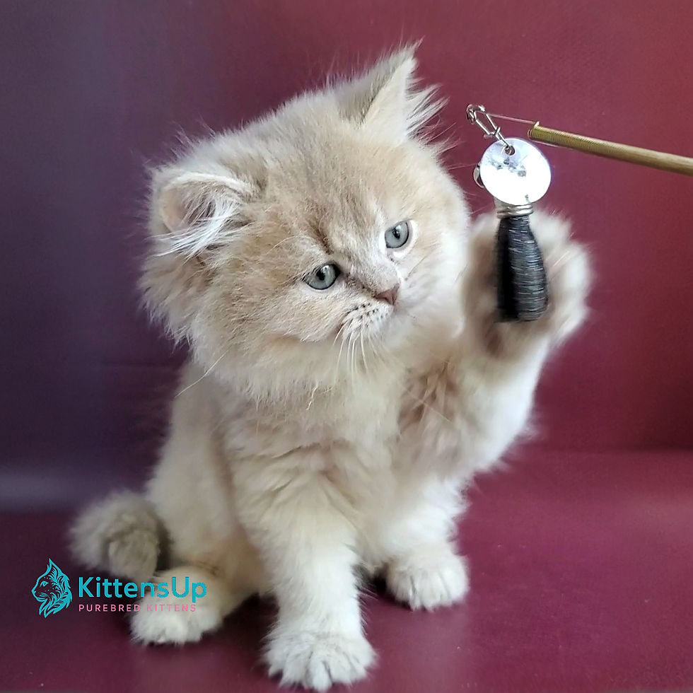 Thumbnail: British longhair