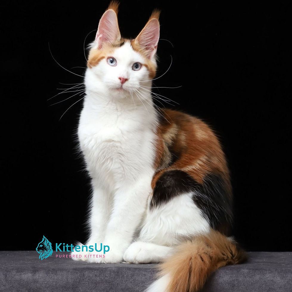 Maine Coon