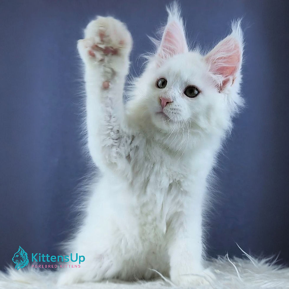 Maine Coon