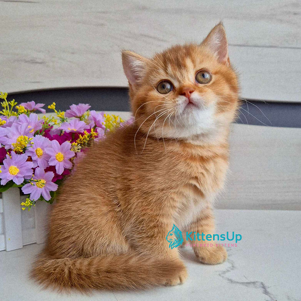 British shorthair