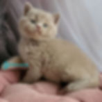Thumbnail: British shorthair