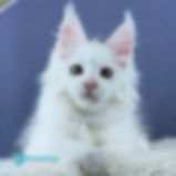 Thumbnail: Maine Coon