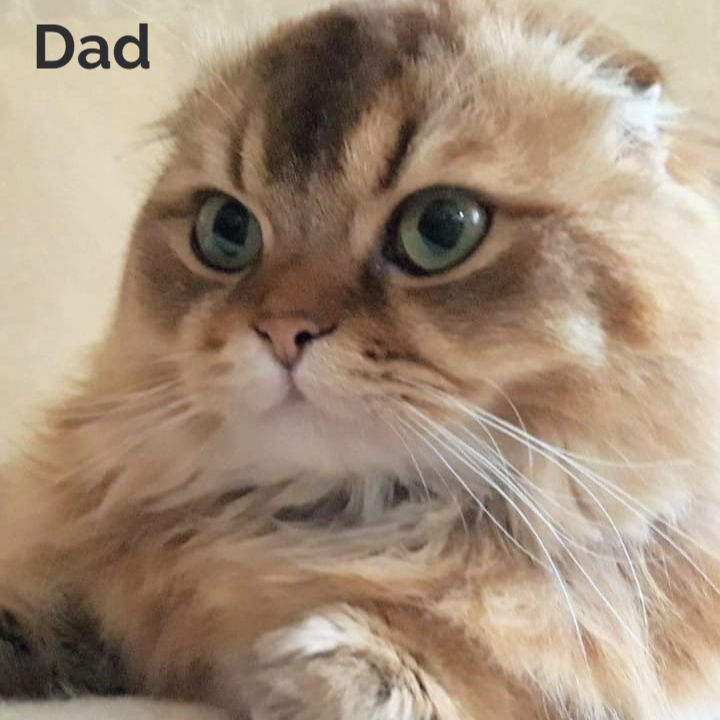 Thumbnail: Scottish fold