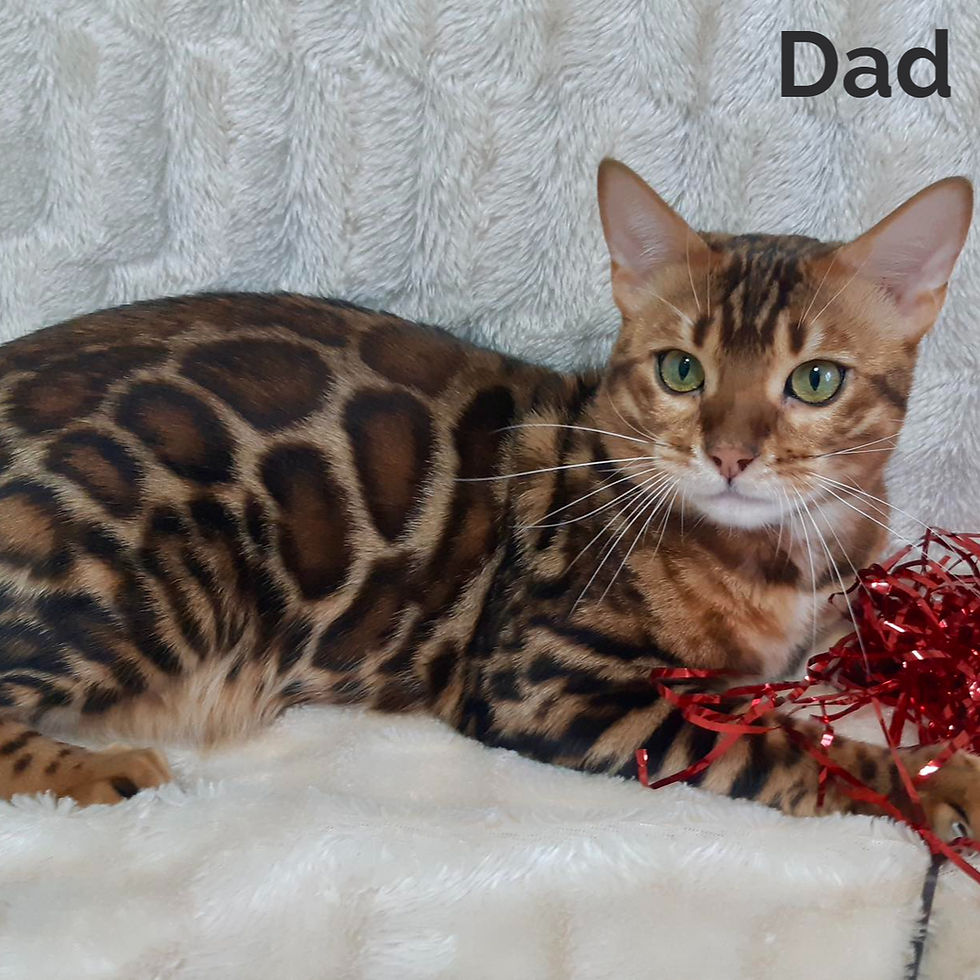 Thumbnail: Bengal