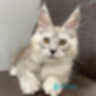 Thumbnail: 772 King (R) Maine Coon male kitten