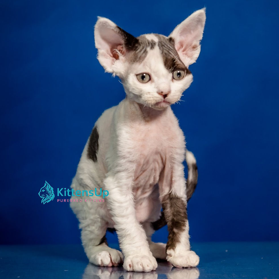 Thumbnail: 254 Inky (U) Devon Rex male kitten