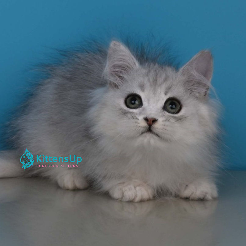 British Longhair