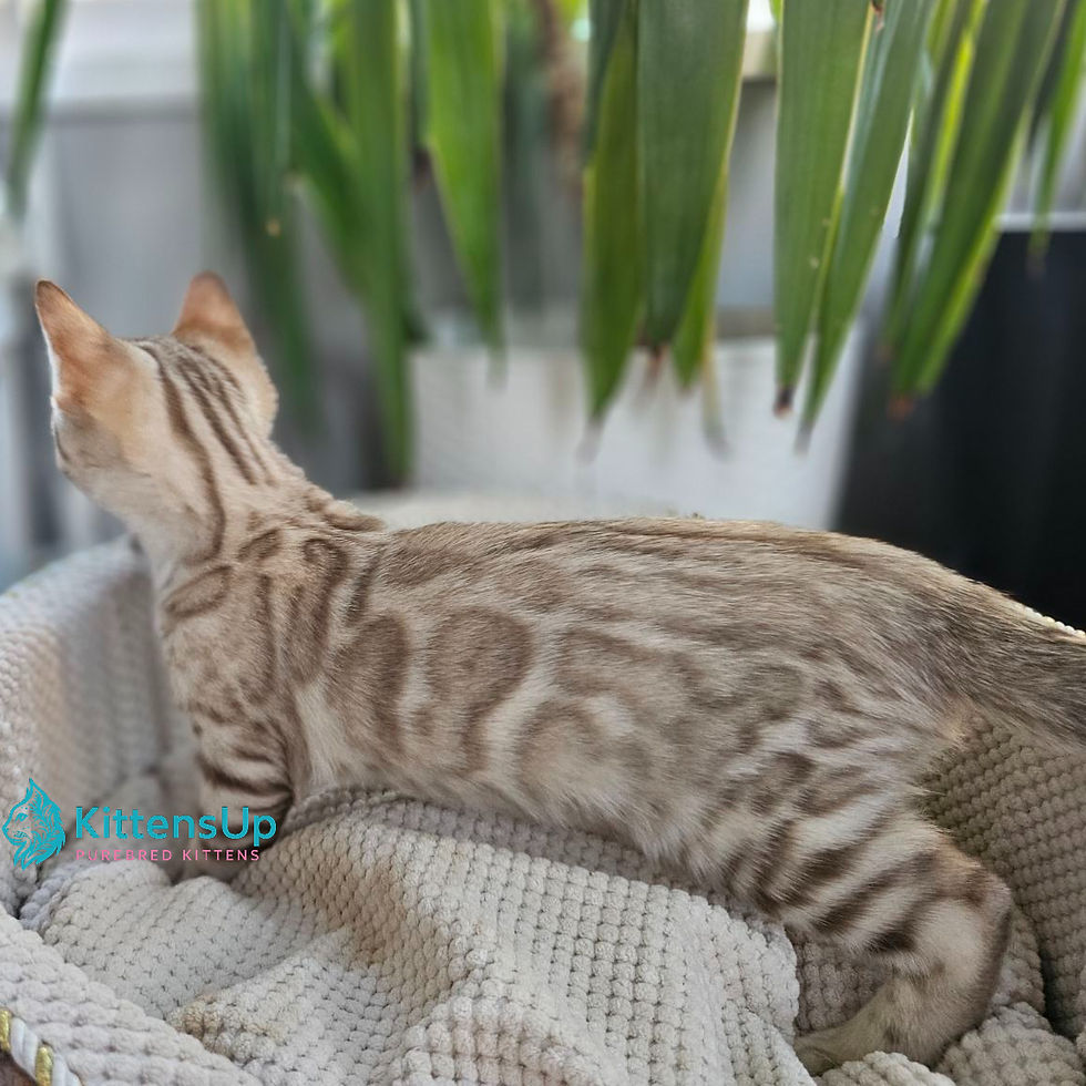 Bengal
