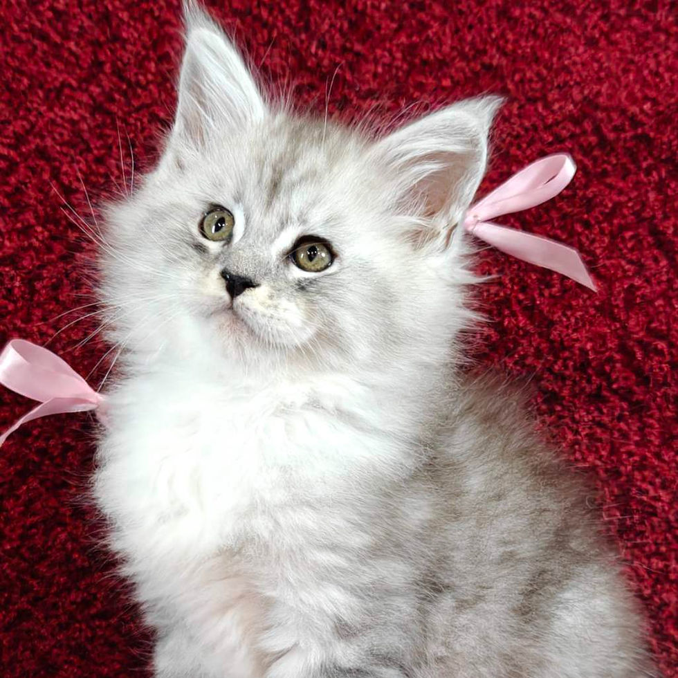 Thumbnail: 472 Diamond (U) Maine Coon male kitten