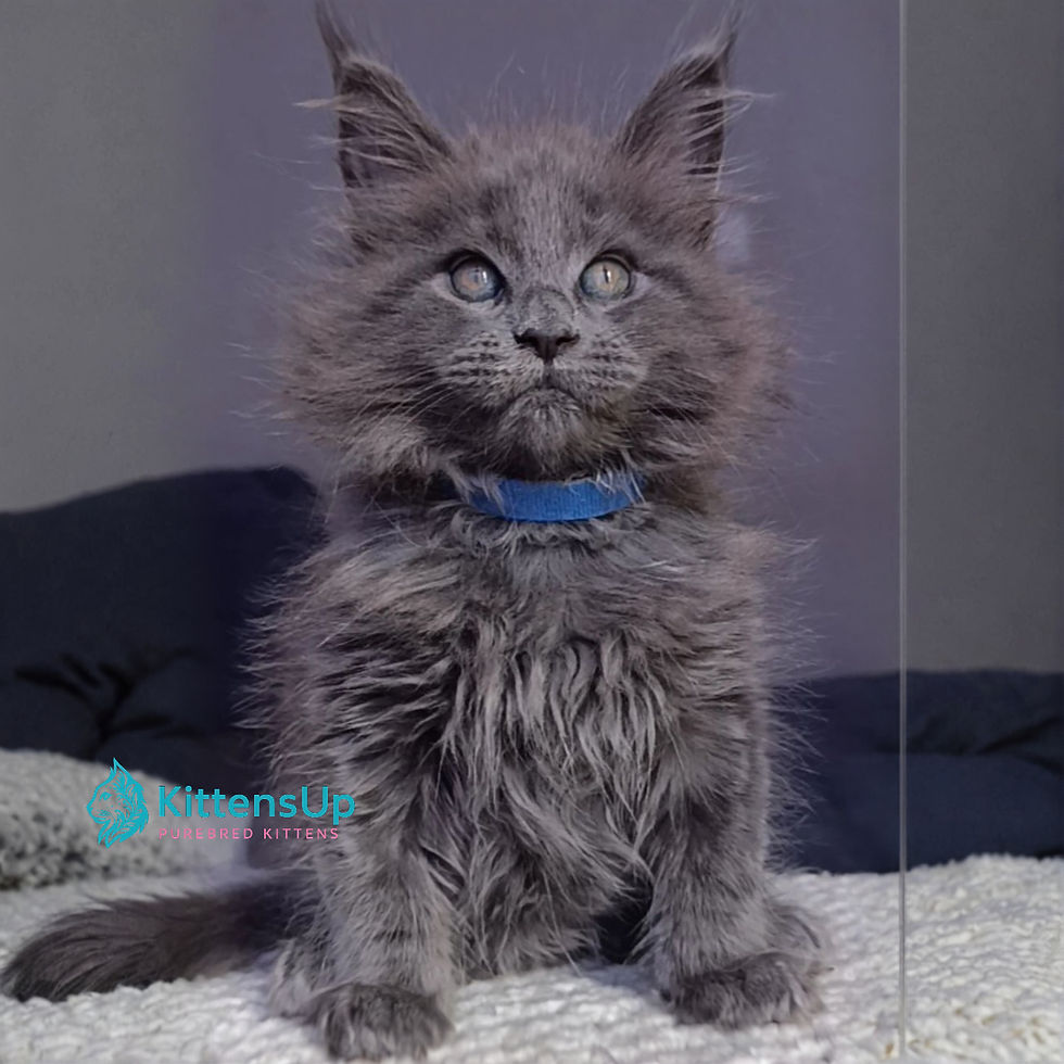 Maine Coon