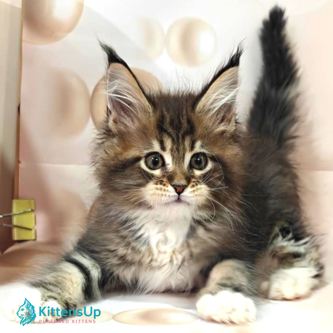 1195 Fleur (U) Maine Coon female kitten