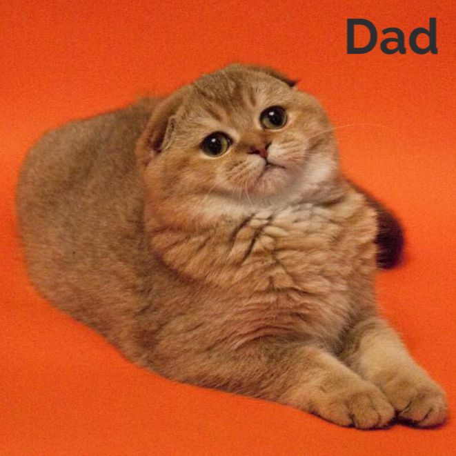 Thumbnail: Scottish Fold