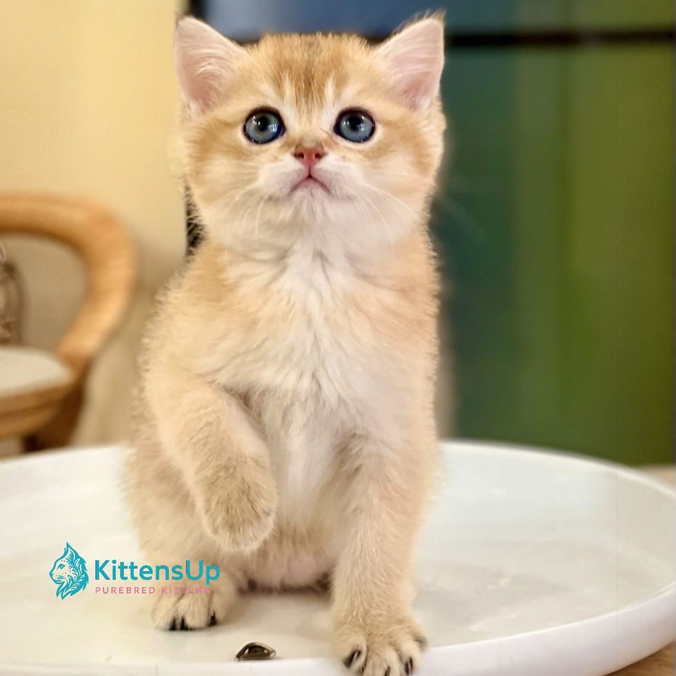 Thumbnail: British shorthair