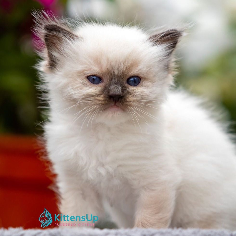 Ragdoll