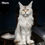 Thumbnail: Maine Coon