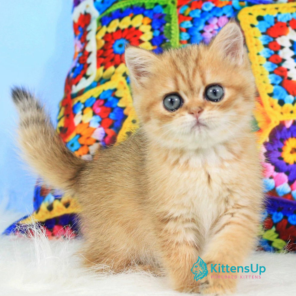 British shorthair