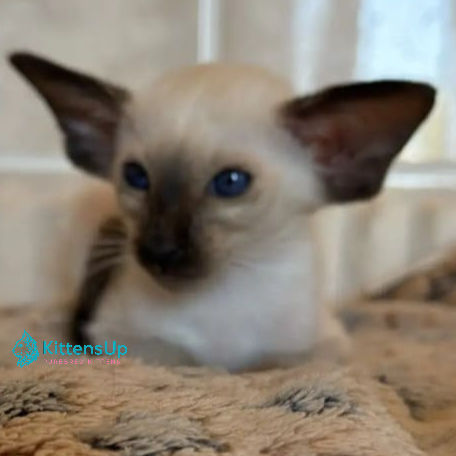 Siamese