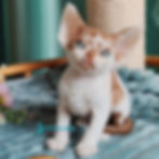 Devon Rex