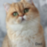 Thumbnail: 525 Evan (U) British shorthair male kitten