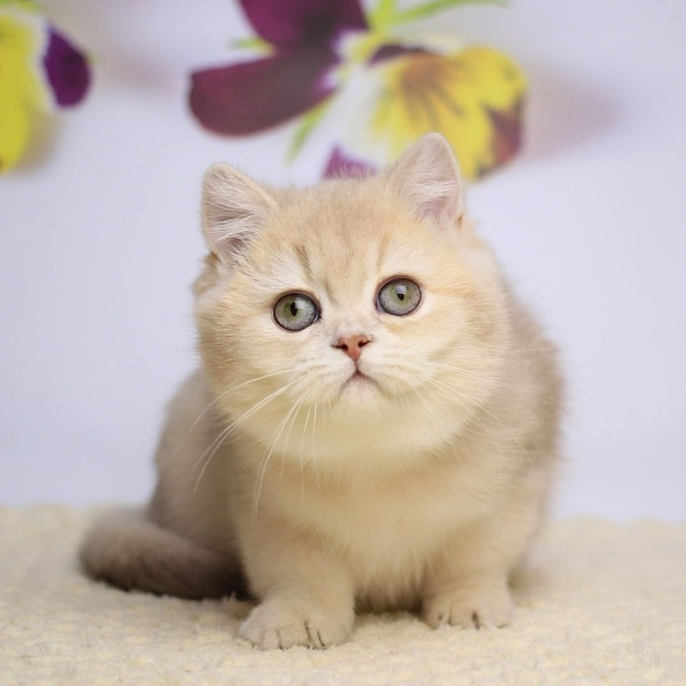 Thumbnail: 181 Fiolenta (U) British shorthair female kitten