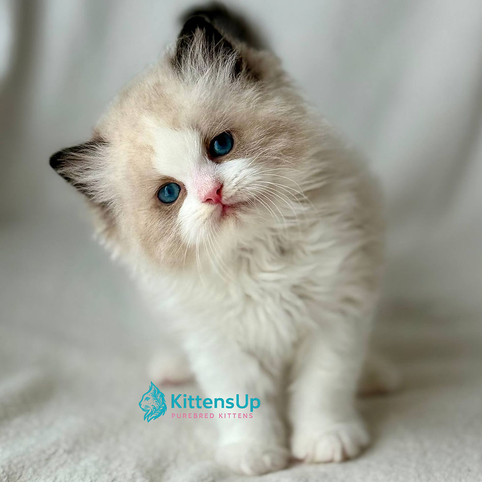 Ragdoll