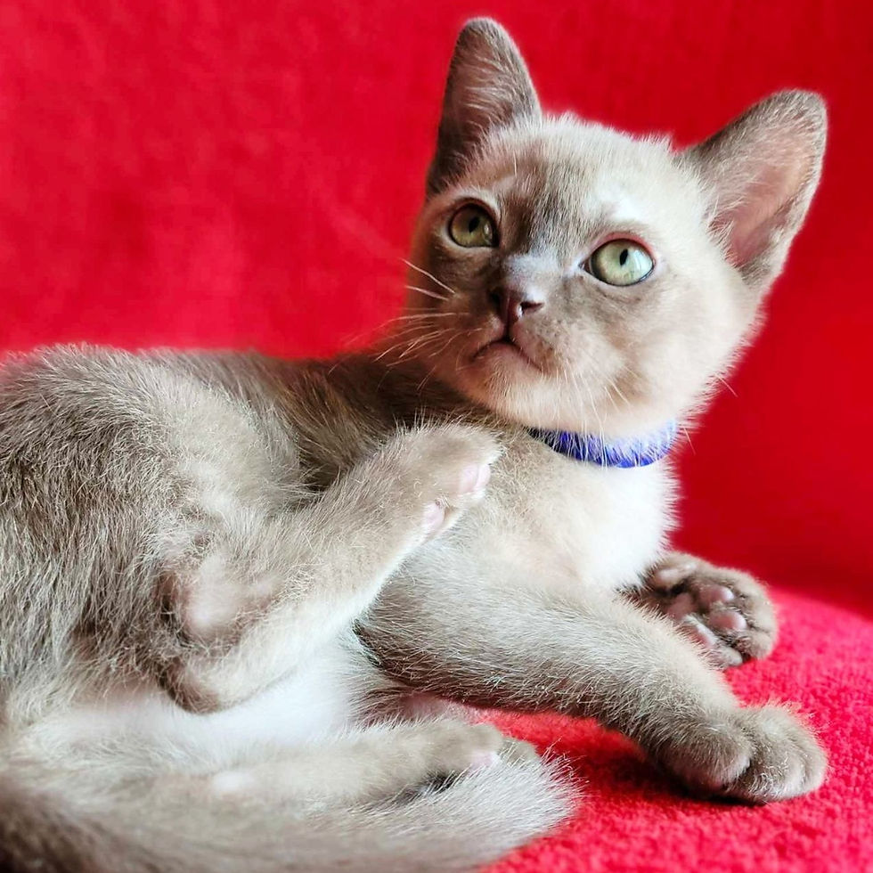 Thumbnail: 182 Umka (U) Burmese  american male kitten