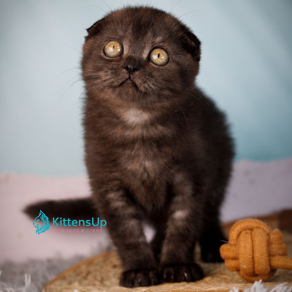 Thumbnail: 420 Ursula (U) Scottish Fold shorthair female kitten