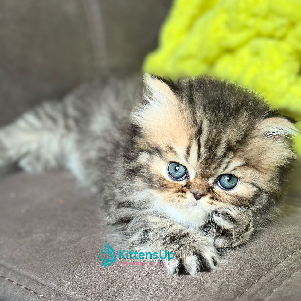 Persian longhair