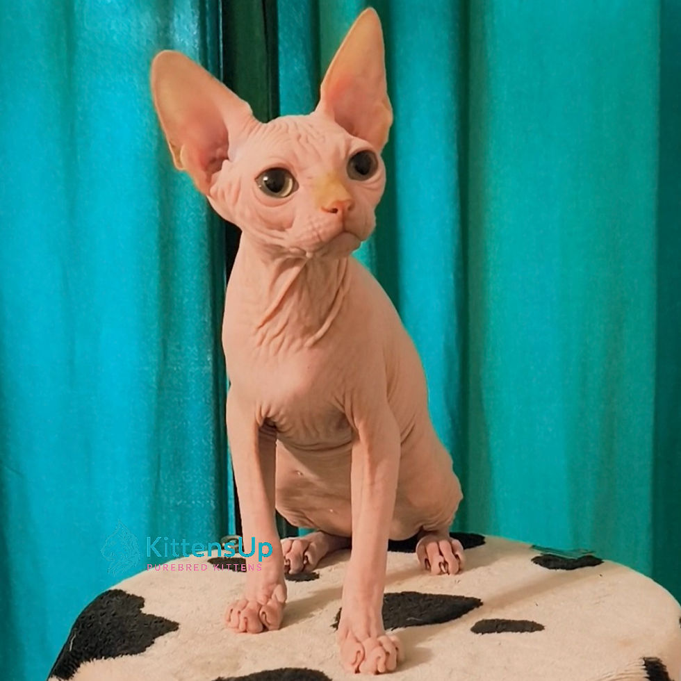 Thumbnail: Sphynx