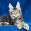 Thumbnail: Maine Coon