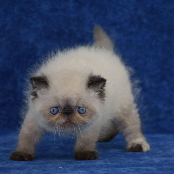 Thumbnail: 089 Colombiana (U) Exotic shorthair female kitten
