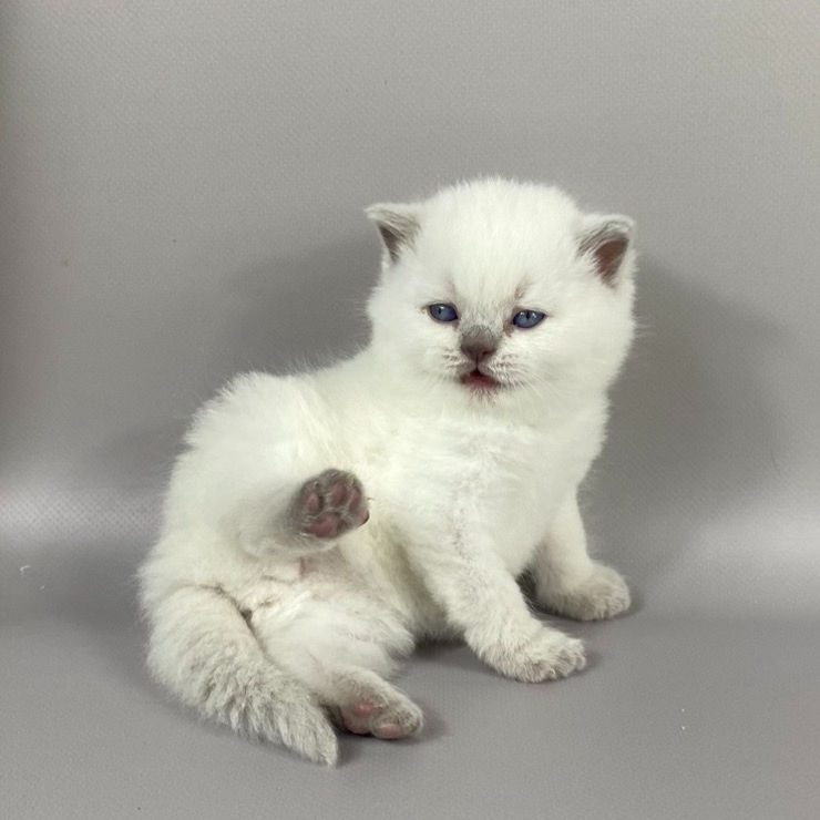 376 Germes (U) British shorthair male kitten
