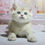 Thumbnail: 312 Makar (U) British shorthair male kitten