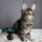 Thumbnail: Maine Coon