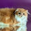 Thumbnail: 426 Vicont (U) Persian longhair male kitten